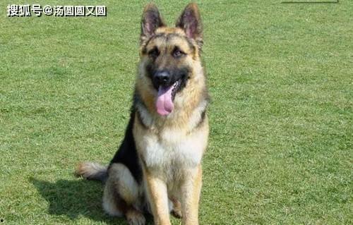 娱乐吃瓜酱牧羊犬,揭秘牧羊犬背后的故事